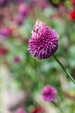 Yuvarlak başlı bir sarımsağın (allium sphaerocephalon) çiçeğinin açılışını kapat