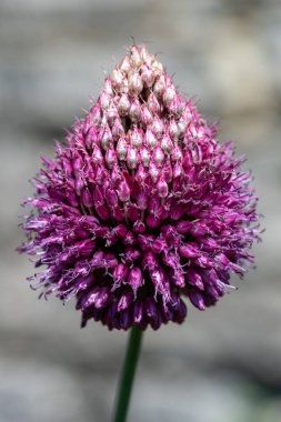 Yuvarlak başlı bir sarımsağın (allium sphaerocephalon) çiçeğinin açılışını kapat