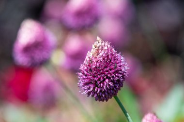 Yuvarlak başlı bir sarımsağın (allium sphaerocephalon) çiçeğinin açılışını kapat