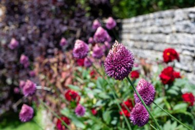 Yuvarlak başlı bir sarımsağın (allium sphaerocephalon) çiçeğinin açılışını kapat