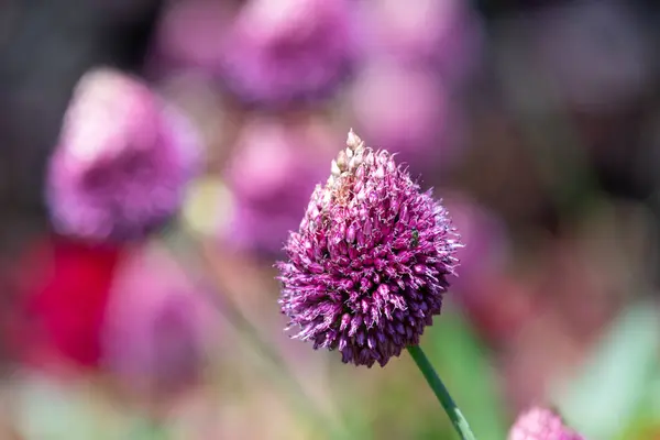 stock image Close up of a round headed garlic (allium sphaerocephalon) flower in bloom