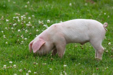 Yiyecek arayan bir İngiliz Landrace domuz yavrusunun portresi.