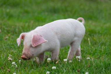 İngiliz Landrace domuzcuğunun portresi