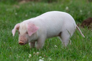 İngiliz Landrace domuzcuğunun portresi