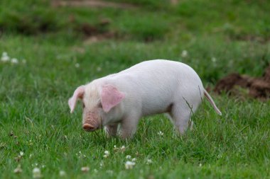 İngiliz Landrace domuzcuğunun portresi