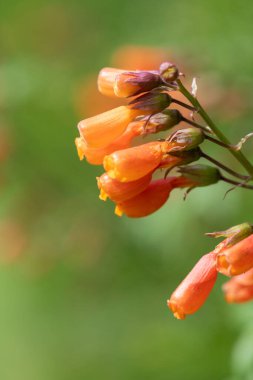 Close up of Chilean glory flowers (eccremocarpus scaber) in bloom