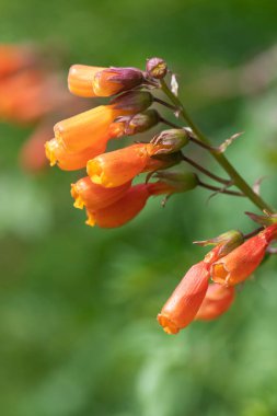 Close up of Chilean glory flowers (eccremocarpus scaber) in bloom