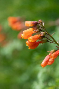 Close up of Chilean glory flowers (eccremocarpus scaber) in bloom
