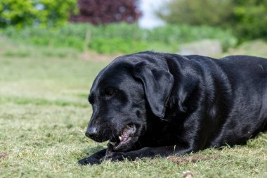 Çubuk çiğneyen siyah bir Labrador 'un portresi 