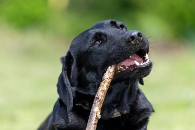 Çubuk çiğneyen siyah bir Labrador 'un portresi 
