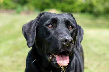 Siyah şirin bir Labrador 'un yakın portresi. 