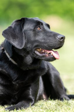 Çimlerin üzerinde duran sevimli siyah bir Labrador portresi.