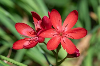 Nehir zambağının (hesperantha coccinea) çiçekleri çiçek açarken yakın çekim