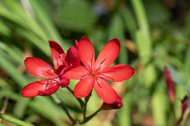 Nehir zambağının (hesperantha coccinea) çiçekleri çiçek açarken yakın çekim