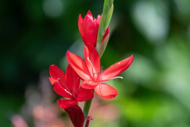 Nehir zambağının (hesperantha coccinea) çiçekleri çiçek açarken yakın çekim