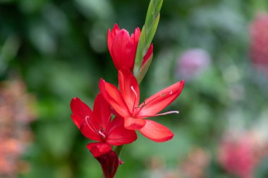 Nehir zambağının (hesperantha coccinea) çiçekleri çiçek açarken yakın çekim