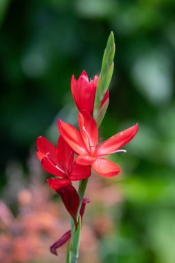 Nehir zambağının (hesperantha coccinea) çiçekleri çiçek açarken yakın çekim