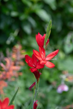 Nehir zambağının (hesperantha coccinea) çiçekleri çiçek açarken yakın çekim