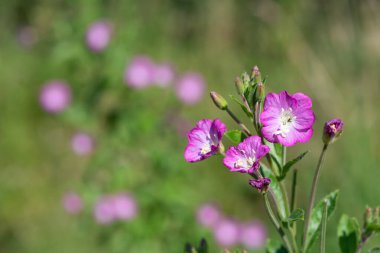 Çiçekler açan büyük willowhere (epilobium hirsutum) çiçeklerini kapat