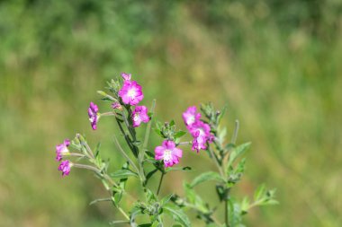 Çiçekler açan büyük willowhere (epilobium hirsutum) çiçeklerini kapat
