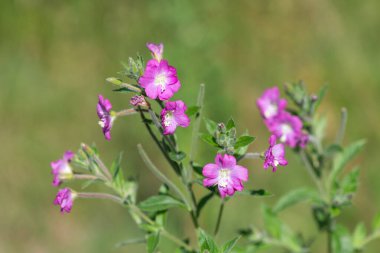 Çiçekler açan büyük willowhere (epilobium hirsutum) çiçeklerini kapat