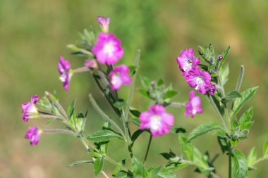 Çiçekler açan büyük willowhere (epilobium hirsutum) çiçeklerini kapat