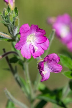 Çiçekler açan büyük willowhere (epilobium hirsutum) çiçeklerini kapat