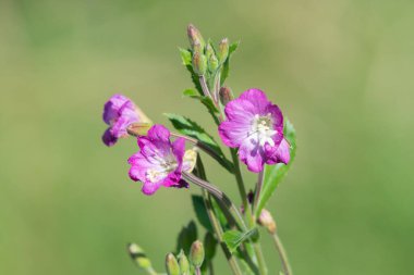 Çiçekler açan büyük willowhere (epilobium hirsutum) çiçeklerini kapat