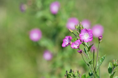 Çiçekler açan büyük willowhere (epilobium hirsutum) çiçeklerini kapat