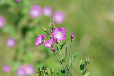 Çiçekler açan büyük willowhere (epilobium hirsutum) çiçeklerini kapat