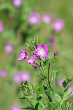 Çiçekler açan büyük willowhere (epilobium hirsutum) çiçeklerini kapat