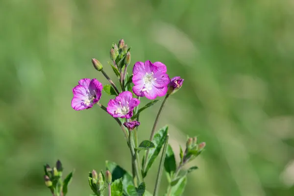 stock image Close up of great willowherb (epilobium hirsutum) flowers in bloom