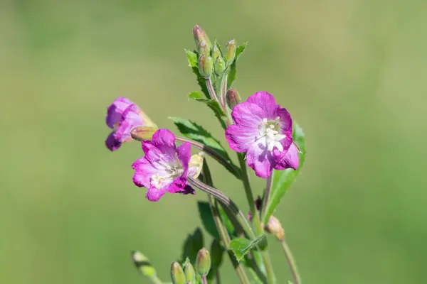 stock image Close up of great willowherb (epilobium hirsutum) flowers in bloom