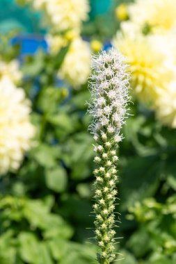 Beyaz, yoğun, parlak bir yıldıza (liatris spicata) çiçek açarken yaklaş