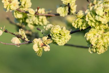 Close up of samaras on a wych elm (ulmus glabra) tree clipart