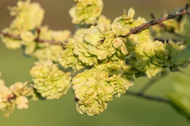Bir karaağaç (ulmus glabra) üzerinde samaras yakın