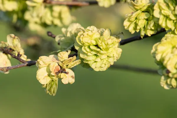 stock image Close up of samaras on a wych elm (ulmus glabra) tree