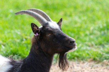 Bagot keçisinin kafasından.