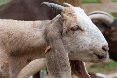 Boer keçisinin kafasından.