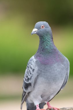 Portrait of a rock pigeon (columba livia) clipart