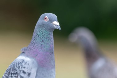 Kaya güvercininin baş görüntüsü (columba livia)