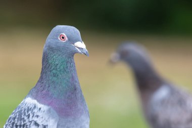 Kaya güvercininin baş görüntüsü (columba livia)