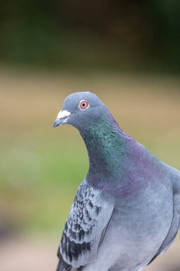 Kaya güvercini portresi (columba livia)