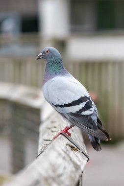 Tahta bir çite tüneyen bir kaya güvercini portresi (columba livia)