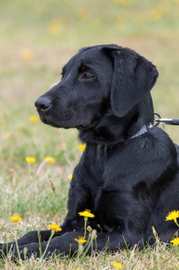 Şirin bir portre Siyah Labrador köpeği çimlerin üzerinde yatıyor