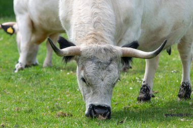 Beyaz Park ineğinin otlayan portresi