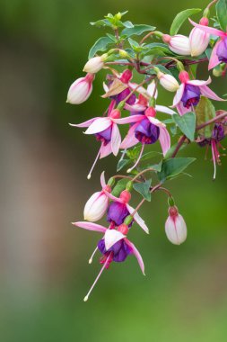 Çiçek açmış pembe fuşyalara yakın.