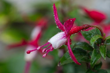 Close up of a pink and white fuchsia covered in water droplets clipart