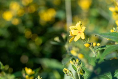 Çiçeklerin açtığı sarı gevşeme (lysimachia vulgaris) çiçeklerini kapat