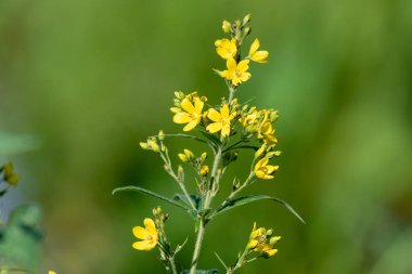 Çiçeklerin açtığı sarı gevşeme (lysimachia vulgaris) çiçeklerini kapat